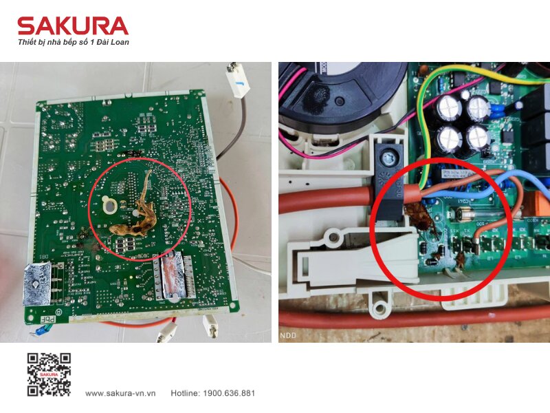 Con Trung Chet Anh Huong Bo Mach Bep Tu